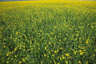 沟渠引水，烹饪制药！联机生存建造游戏《无径之林》将于4月3日发售